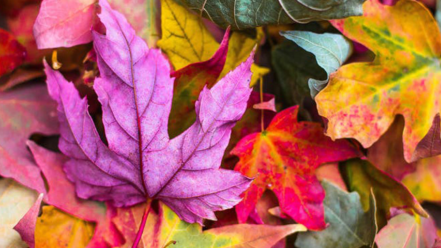 Our Top 5 Autumn Destinations