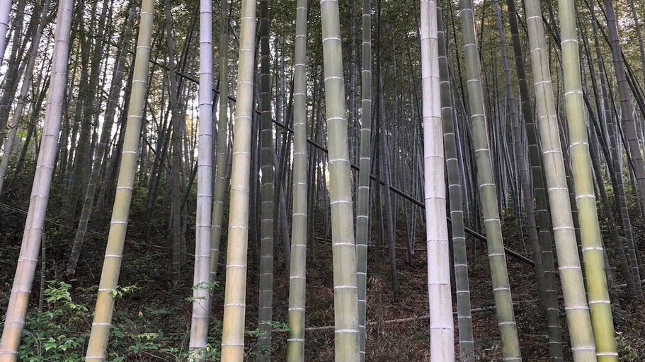 Much Ado about Bamboo