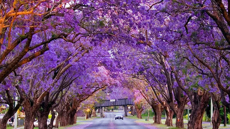 Grafton Jacaranda Festival image of jacaranda trees