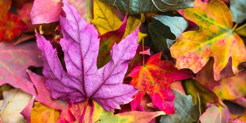 Our Top 5 Autumn Destinations