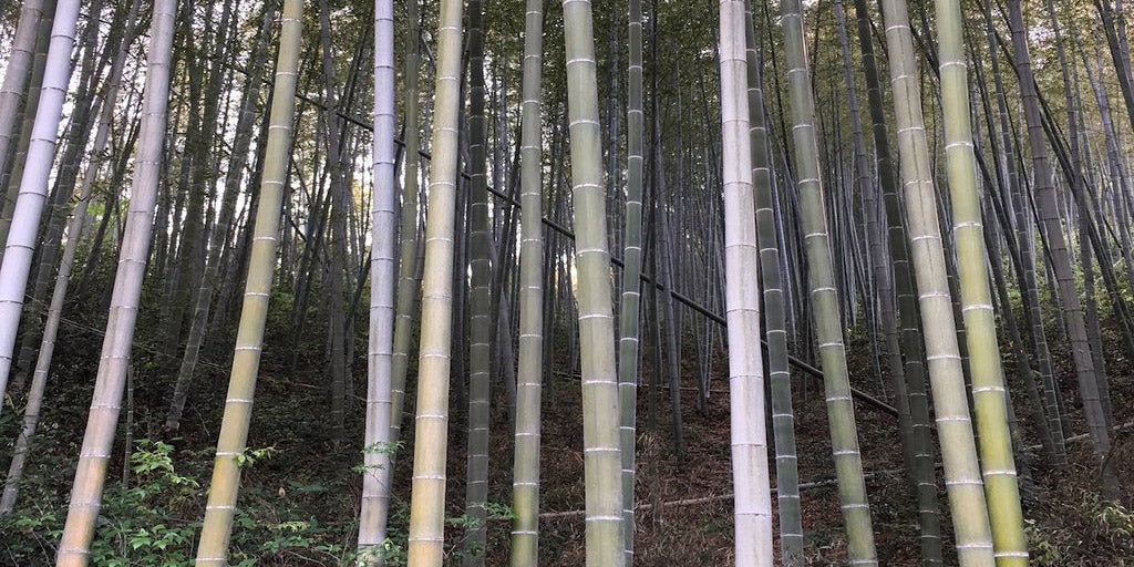 Much Ado about Bamboo