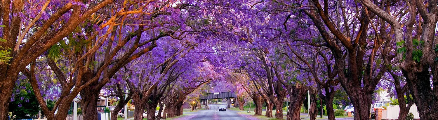 Grafton Jacaranda Festival image of jacaranda trees